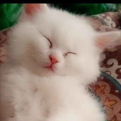 IrumShahzadii's profile picture. Shahzadii ❤️