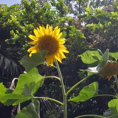 文京区根津の紅茶専門喫茶店、世界の紅茶と国産紅茶
いろいろを揃え、お待ちしています。13時~19時木金休