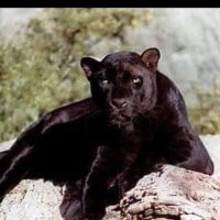 JOHNSON PANTHERS FOOTBALL (@michaelsharrie1) 's Twitter Profile