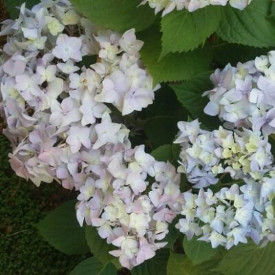 PatriciaMcIner5's profile picture. 