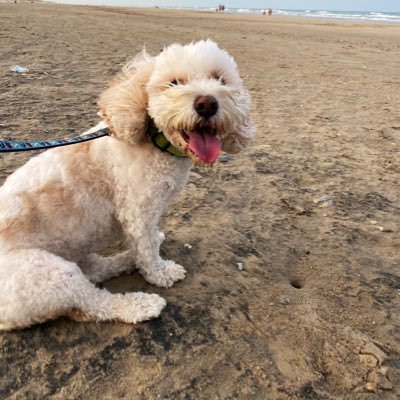 starrynight3163's profile picture. 