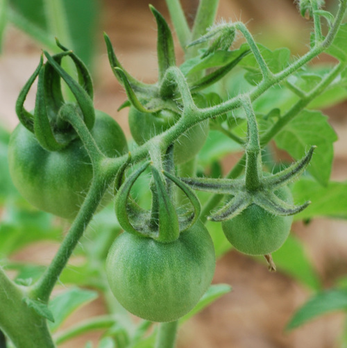 Specializing in tomato plants. I grow many varieties of tomatoes and other garden vegetables in my nursery. If you have a question please feel free to ask!