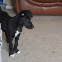 CollieBoots (@collieboots) 's Twitter Profile