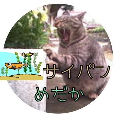 メダカ初心者🔰プラ舟ビオトープ、アクアリウム、熱帯魚🐠金魚、増えすぎた水草、ステッカー交換しませんか?同病の方、パパママ友、たくさん欲しいのでよろしくお願いします♪旅、車中泊、ドライブ、海、自然、原付散歩、好きです♪元訪問介護ヘルパー、統合失調症で療養中です!
