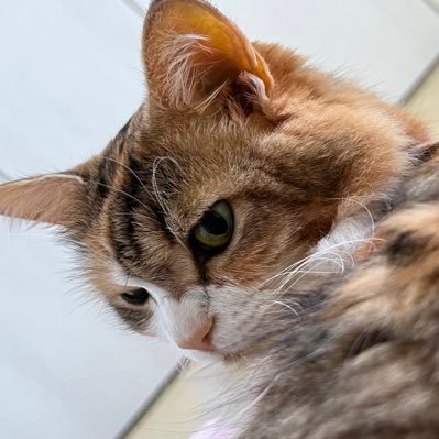 しろさんのプロフィール画像