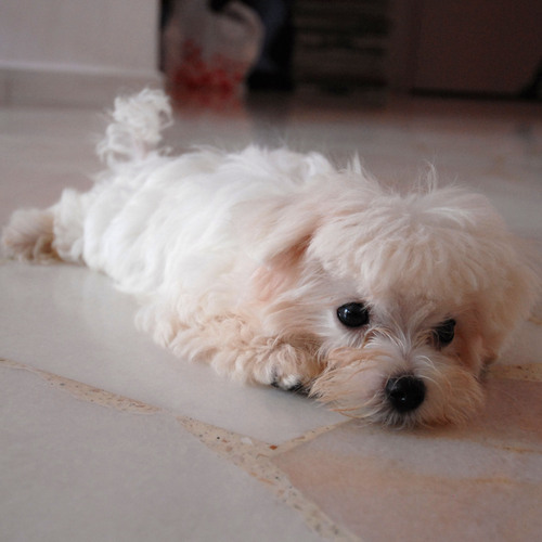 themisbehaved's profile picture. 