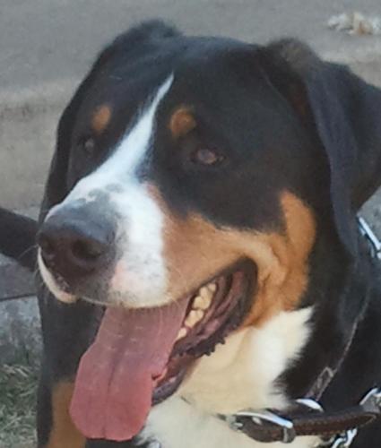 missgottrocks's profile picture. Social Media Supervisor, Trained Storm Spotter, Rottweiler Rescue Supporter, Chicago Blackhawks & Bulls fan.   Greater Swiss Mountain Dog and Rottie owner.