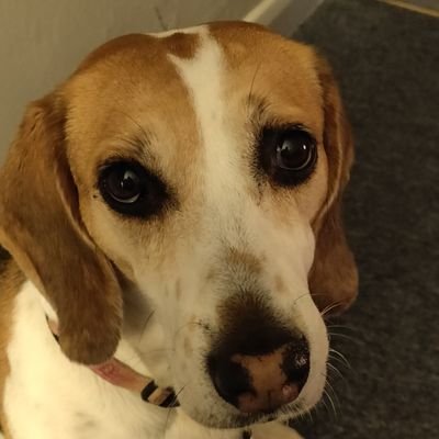 I like food and eating, cuddles are good, also smells and more food. Mama and her man human think I'm beautiful ... 🐶