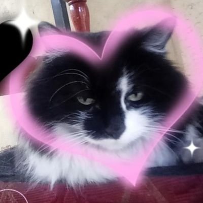 Catalin98687095's profile picture. me llamo cata^^ m gusta mucho mingyu🐶