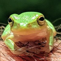 Jeff (@mrcryptoad) 's Twitter Profile