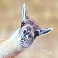 semTEX (@semklauke) Twitter profile photo