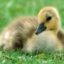 Beth L Fiore - @Beth_Fiore - Twitter