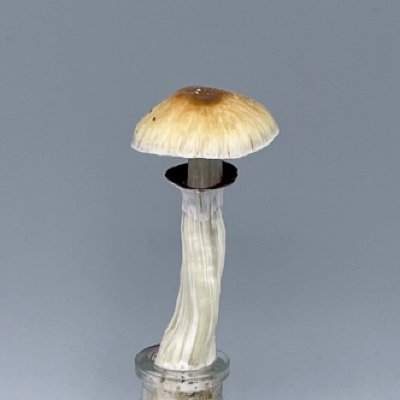 盆栽菌を育ててみよう
You can't really bonsai fungi, but I won't stop trying.
Mushroom Twitter and MushroomArt Twitter.