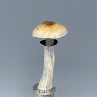 Bonsai Fungi ボンサイファンガイ(@BonsaiFungi) 's Twitter Profile Photo