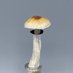 Bonsai Fungi ใใณใตใคใใกใณใฌใค (@bonsaifungi) Twitter profile photo Bonsai Fungi ใใณใตใคใใกใณใฌใค (@bonsaifungi) Twitter profile photo