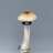 Bonsai Fungi