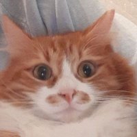 Fisto in Netherlands🥜🥜 (@fistukkkk) 's Twitter Profile
