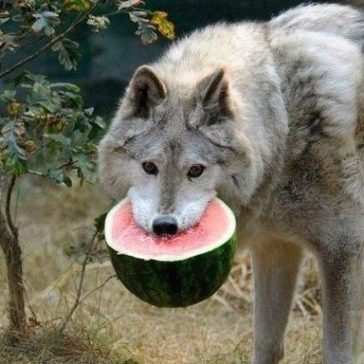 Wolk036's profile picture. 