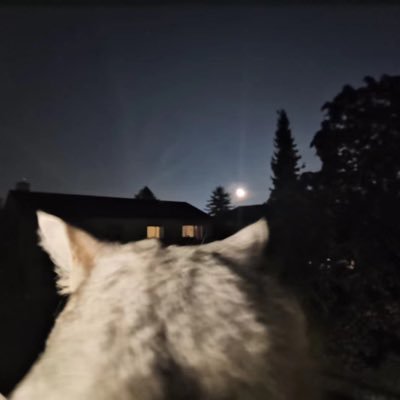 Rjunxio's profile picture. To win, to start.