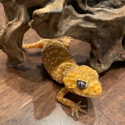 maamu_repfamily's profile picture. オニタマ・フトアゴ・クレス🦎ボール🐍リクガメ🐢& 🐶🐈‍⬛無言フォロー・いいね・RTお許しください🙇🏻‍♀️ペット時々日常のつぶやき☘️