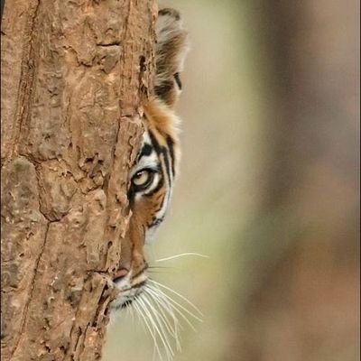 thesuricat11's profile picture. 