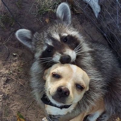asshole, husband, vet, heathen, antistate, meme clepto; did I mention asshole?