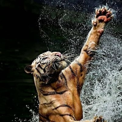 Mohamed22515333's profile picture. 