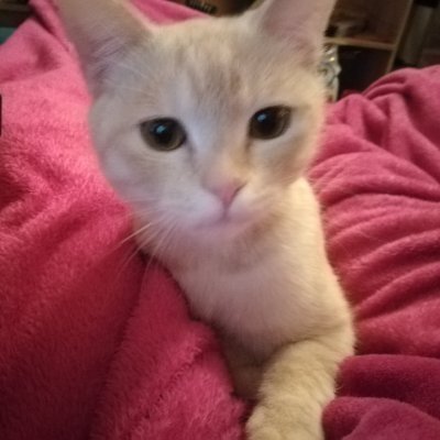 もちゃもちゃ動物動画 癒やしの子猫子犬おもしろ動画 Animal001 Twitter もちゃもちゃ動物動画 癒やしの子猫子犬おもしろ動画 Animal001 Twitter