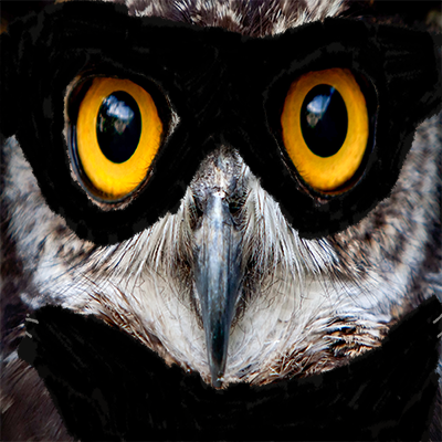 OwlsInCowls Profile Picture