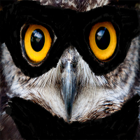 Owls in Cowls(@OwlsInCowls) 's Twitter Profile Photo