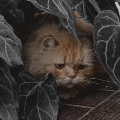 querenciaaa__'s profile picture. (semi active) | slow reader - random tweet