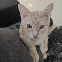 Meral Saylan (@meral_saylan) 's Twitter Profile