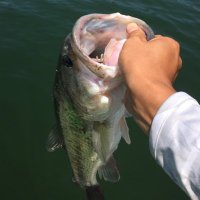 ぺぇちゃん (@rep_b_pee) 's Twitter Profile Photo