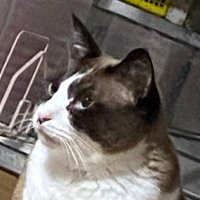 ぴょん先輩 a.k.a.爆踊り野郎 (@mrxakapyon) 's Twitter Profile