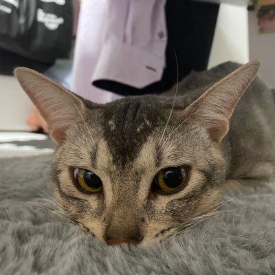 narutodayo128's profile picture. なると♂猫伝染性腹膜炎(FIP)を発症し、2021.4.22よりMUTIAN投薬開始🐱💊クラファン目標金額達成しました🙇🏻‍♀️✨皆様本当にありがとうございました！2021.10.24寛解しました😭‼️