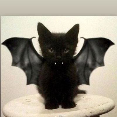 ikkakusenkinKN's profile picture. 