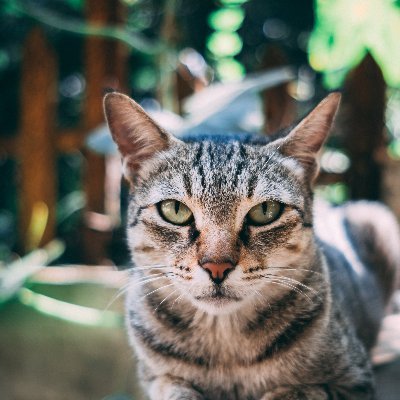 PetLove73207184's profile picture. 