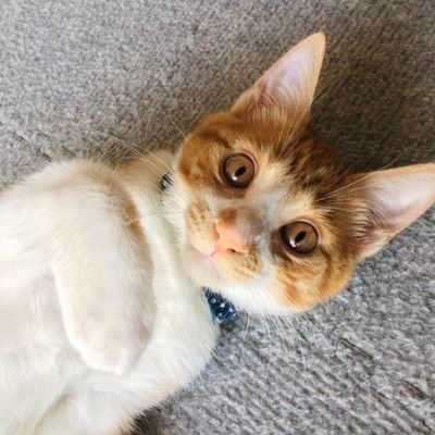 50代前半です。
主に猫垢ですが、それ以外も呟きます。
4人と猫2匹《茶トラのラッキーと茶白のモカ》家族です。
恥ずかしがり屋の動物好きで、漫画と考えることが好きです😸