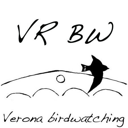 Birdwatching around Verona: best hotspots, check-list, mailing list (in Italian), latest sightings with photos and videos online...