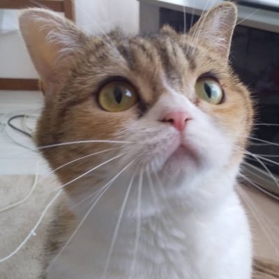 mopatama's profile picture. だるすぎるのだ