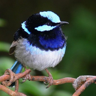 BirdieCaringtn Profile Picture