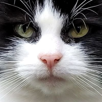 MittensTheFluff Profile Picture