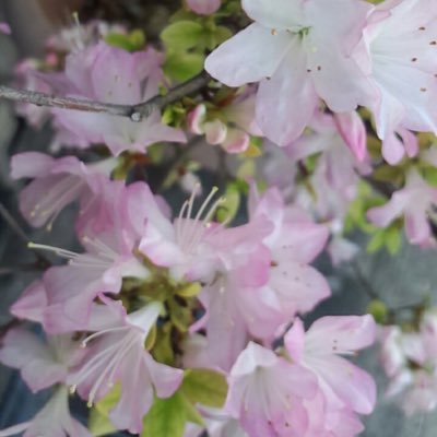 Cattleya6886's profile picture. 