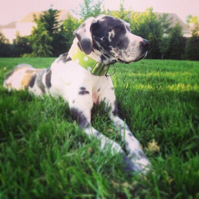 danegoodcrypto's profile picture. NFT, Crypto and Rescue Dog Promoter.