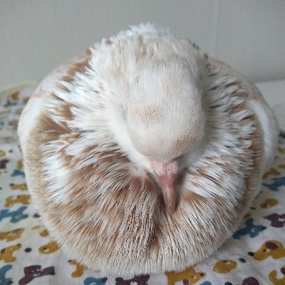 PhilippaPigeon's profile picture. I have the answers, so please pay attention.  Life is a bowl of corn. Tuesdays are for bathing. Koala is my nemisis.  
My friends call me Pippa.