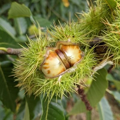 gnuflects's profile picture. 