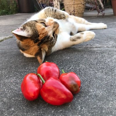 endlessgreentea's profile picture. inactive account. reach me on my IG vkatariya8 or email vkatariya8 dot gmail dot com