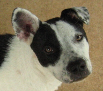 PJ's Place will soon be a non-profit animal rescue in Houston, TX.  Visit us on Facebook at https://t.co/H9SSWkzFws
