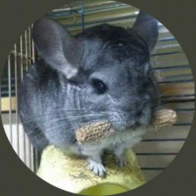 ぷるる (@fluorite_candy) / Posts / X ぷるる (@fluorite_candy) / Posts / X