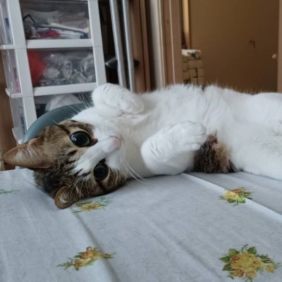 Hikaru_space777's profile picture. 【あなたの明日を楽にする】バイナリーオプション無料配信アカウント。 ✨本物はやっぱり配信のみ ✨オープンチャットで毎日配信♪ #バイナリー　#無料配信